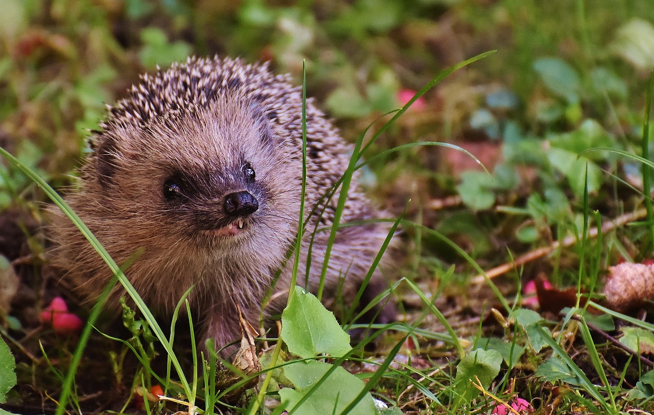 Alexas Fotos Hedgehog Child 1696202 1280 1