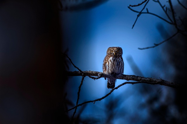 erik karits eurasian pygmy owl 8235624 640